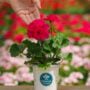 Geranium – Tango Neon Purple – 4.5″ Pot